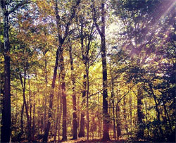 Lancaster County Park Fall Foliage