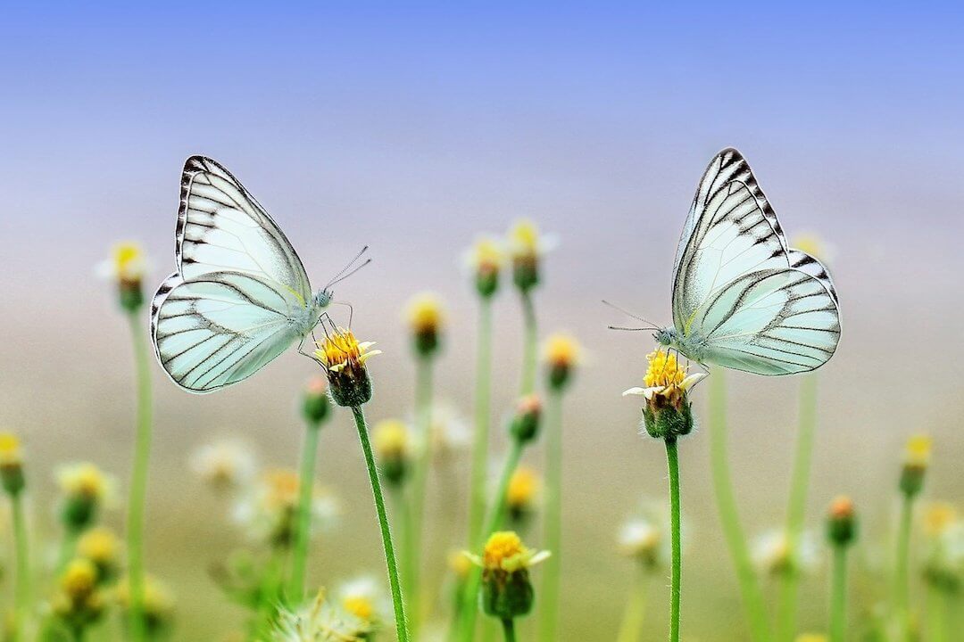 Butterflies on flowers in the Spring